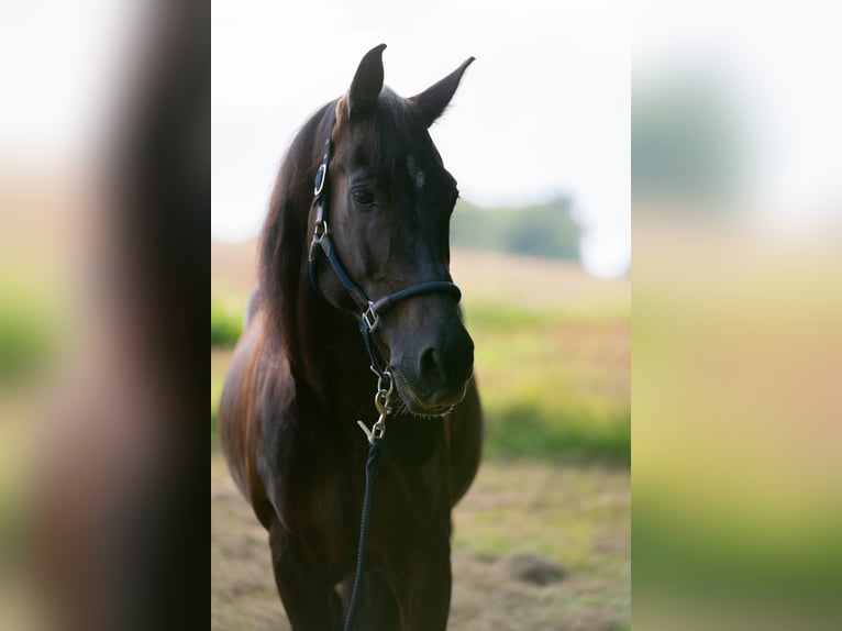 Spaans sportpaard Mix Ruin 15 Jaar 152 cm Donkerbruin in Passau