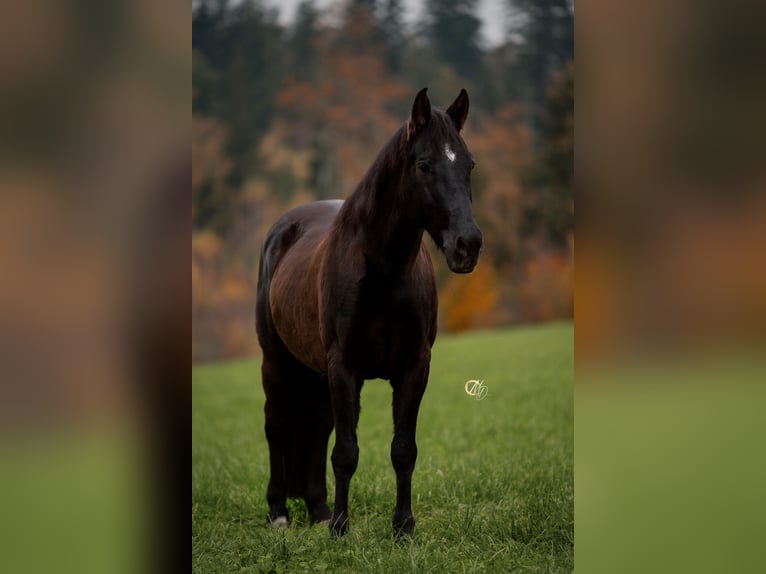 Spaans sportpaard Mix Ruin 15 Jaar 152 cm Donkerbruin in Passau