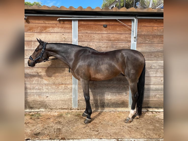 Spaans sportpaard Ruin 15 Jaar 161 cm in Chiclana de la frontera