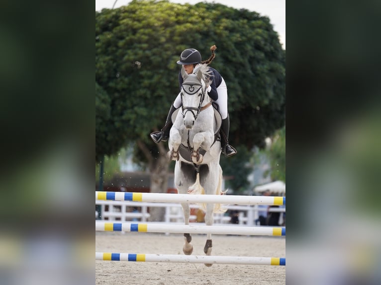 Spaans sportpaard Ruin 15 Jaar Schimmel in Sant Cugat Del Valles