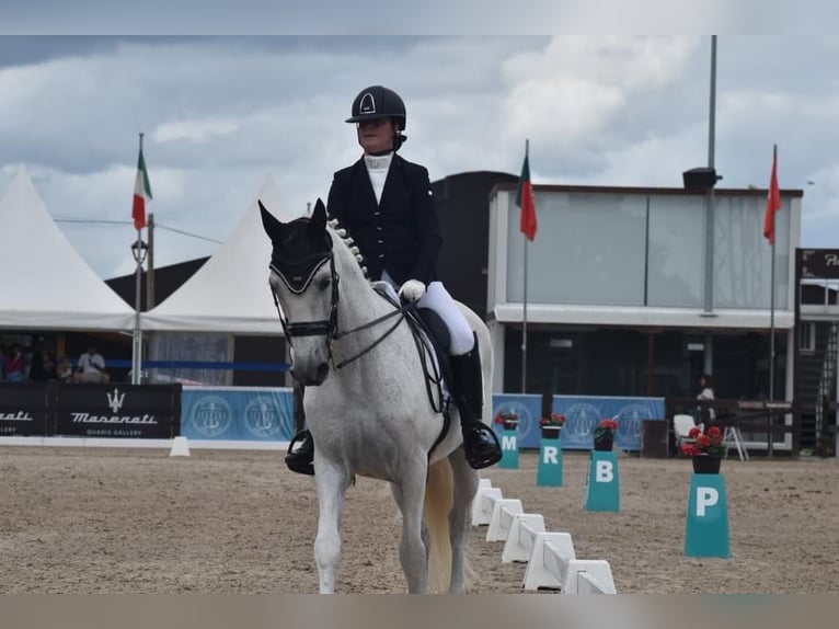 Spaans sportpaard Mix Ruin 16 Jaar 164 cm Schimmel in Lierganes