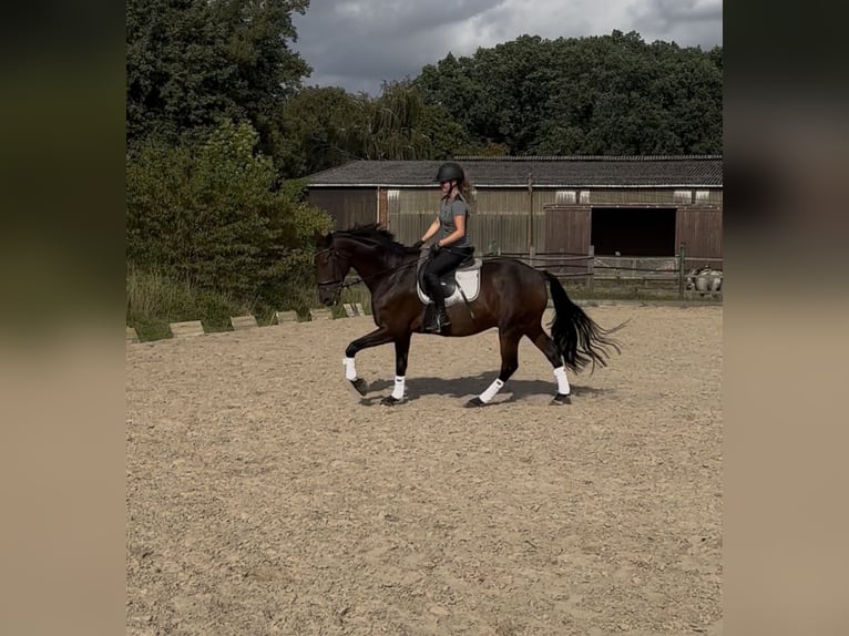 Spaans sportpaard Ruin 16 Jaar 165 cm Zwartbruin in Isernhagen