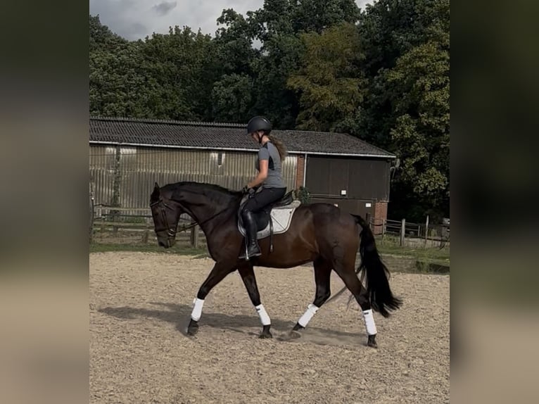 Spaans sportpaard Ruin 16 Jaar 165 cm Zwartbruin in Isernhagen