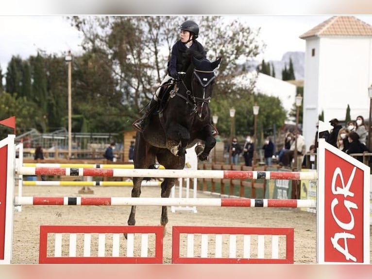 Spaans sportpaard Ruin 16 Jaar 178 cm Zwart in La Zubia