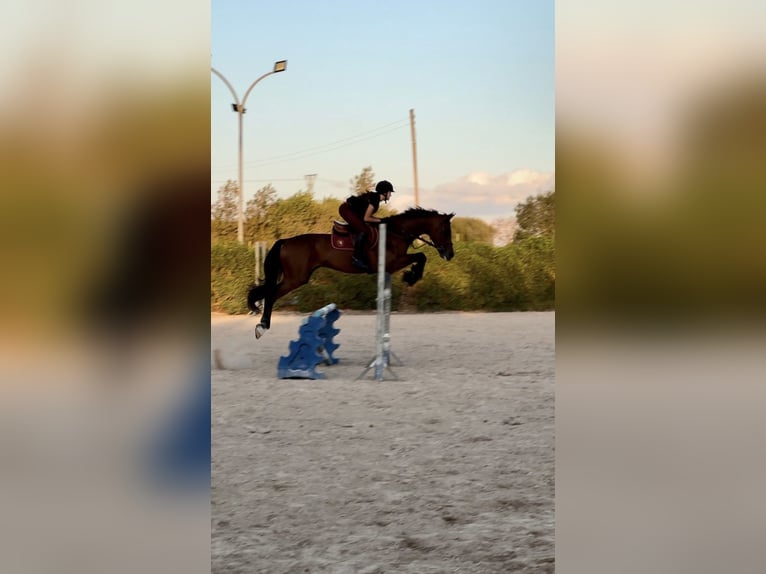 Spaans sportpaard Ruin 17 Jaar 165 cm Donkerbruin in Inca