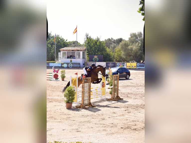 Spaans sportpaard Ruin 17 Jaar 165 cm Donkerbruin in Inca