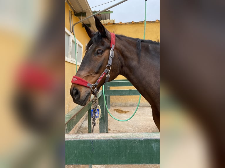 Spaans sportpaard Ruin 17 Jaar 166 cm Brauner in Madrid