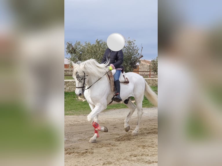 Spaans sportpaard Ruin 17 Jaar 167 cm Schimmel in Trescasas