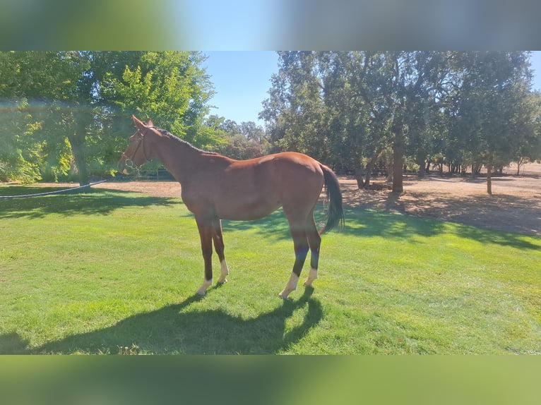 Spaans sportpaard Ruin 1 Jaar 158 cm Bruin in Trigueros Del Valle
