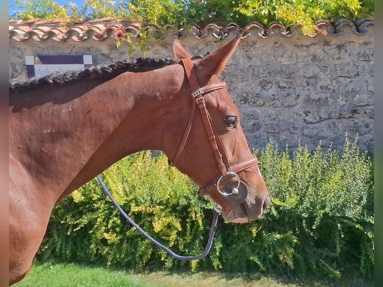 Spaans sportpaard Ruin 1 Jaar 158 cm Bruin in Trigueros Del Valle