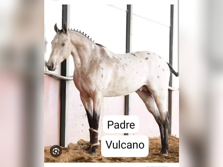 Spaans sportpaard Mix Ruin 2 Jaar 147 cm Vos in Collado Villalba