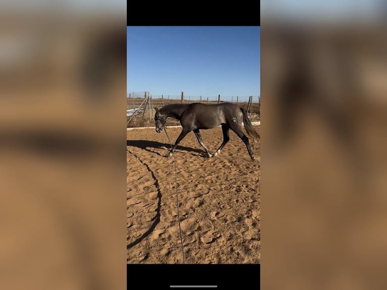 Spaans sportpaard Ruin 2 Jaar 154 cm Schimmel in Huelva