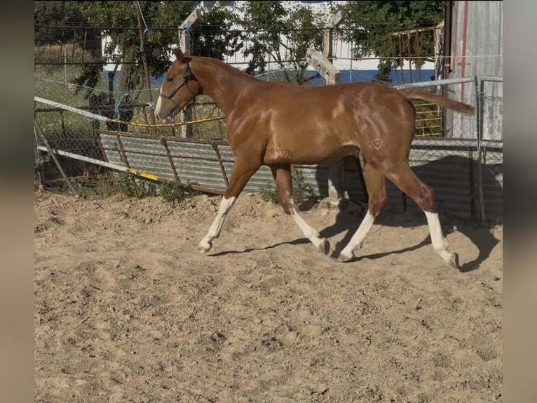 Spaans sportpaard Ruin 2 Jaar 161 cm Vos in Tordesillas