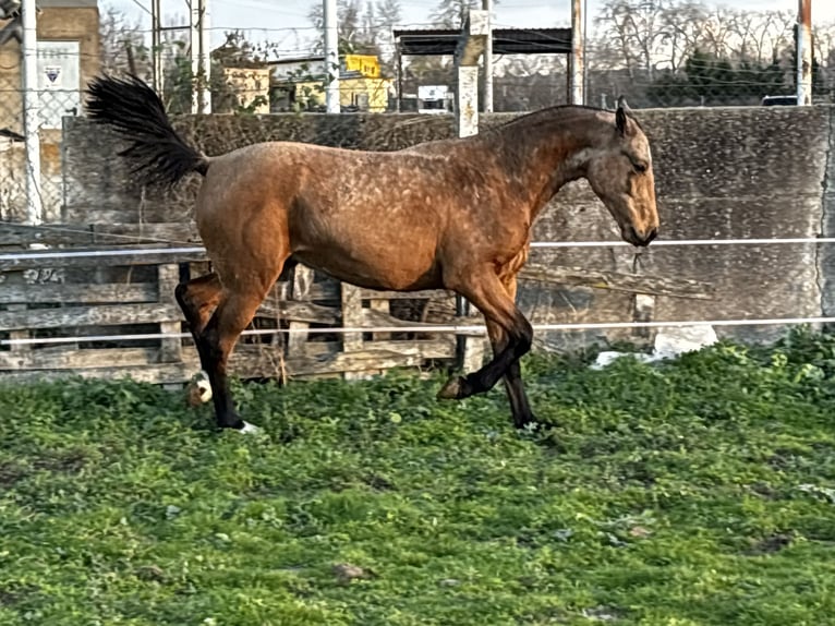 Spaans sportpaard Ruin 2 Jaar 164 cm Falbe in Tordesillas