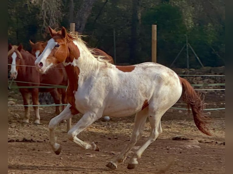 Spaans sportpaard Ruin 2 Jaar Gevlekt-paard in Palma