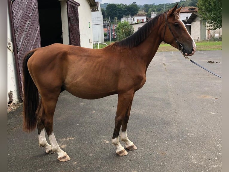 Spaans sportpaard Ruin 3 Jaar 155 cm Bruin in Gijon