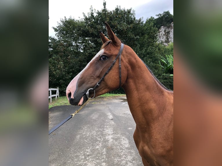 Spaans sportpaard Ruin 3 Jaar 155 cm Bruin in Gijon