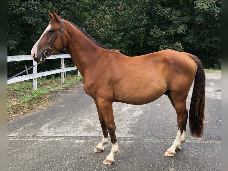 Spaans sportpaard Ruin 3 Jaar 155 cm Bruin in Gijon