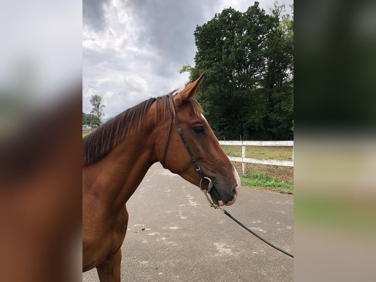 Spaans sportpaard Ruin 3 Jaar 155 cm Bruin in Gijon