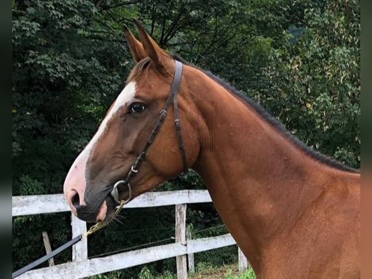 Spaans sportpaard Ruin 3 Jaar 155 cm Bruin in Gijon