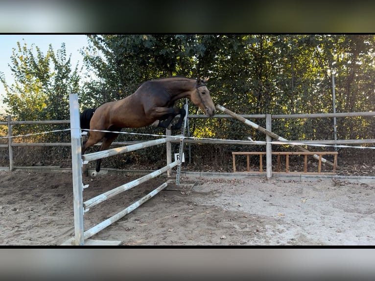 Spaans sportpaard Ruin 3 Jaar 162 cm Falbe in Tordesillas