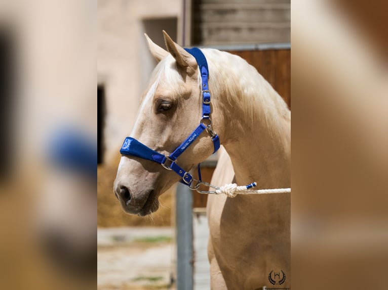 Spaans sportpaard Ruin 3 Jaar 168 cm Palomino in Navalperal De Pinares