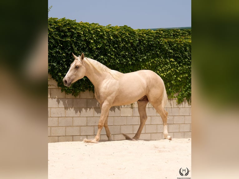 Spaans sportpaard Ruin 3 Jaar 168 cm Palomino in Navalperal De Pinares