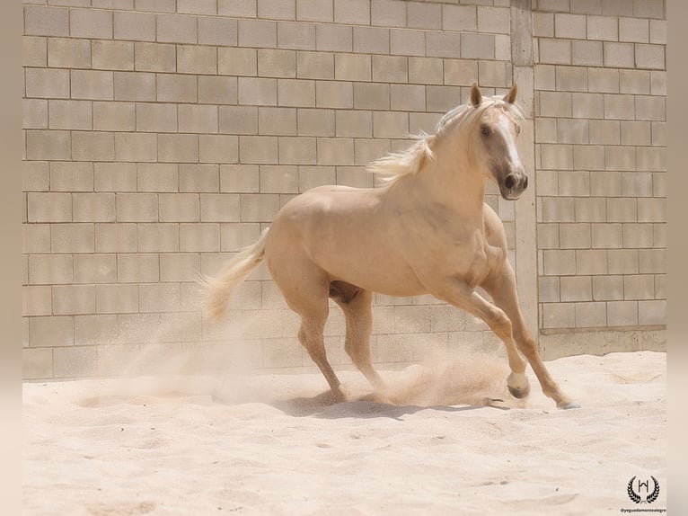 Spaans sportpaard Ruin 3 Jaar 169 cm Palomino in Navalperal De Pinares
