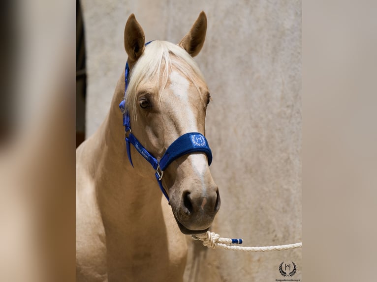 Spaans sportpaard Ruin 3 Jaar 169 cm Palomino in Navalperal De Pinares