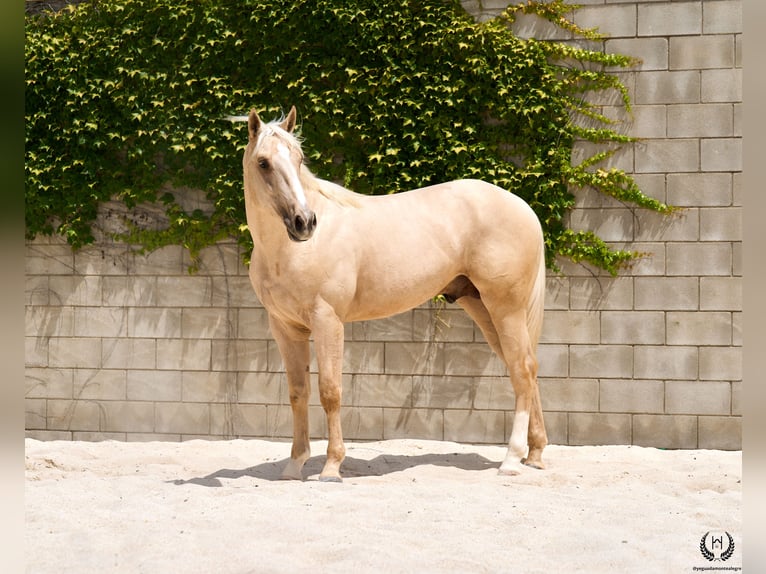 Spaans sportpaard Ruin 3 Jaar 169 cm Palomino in Navalperal De Pinares