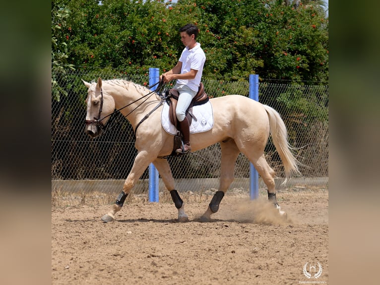 Spaans sportpaard Ruin 3 Jaar 169 cm Palomino in Navalperal De Pinares