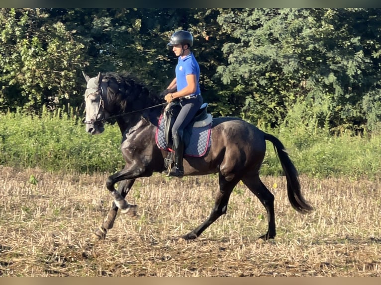 Spaans sportpaard Ruin 3 Jaar 172 cm Schimmel in Luisago