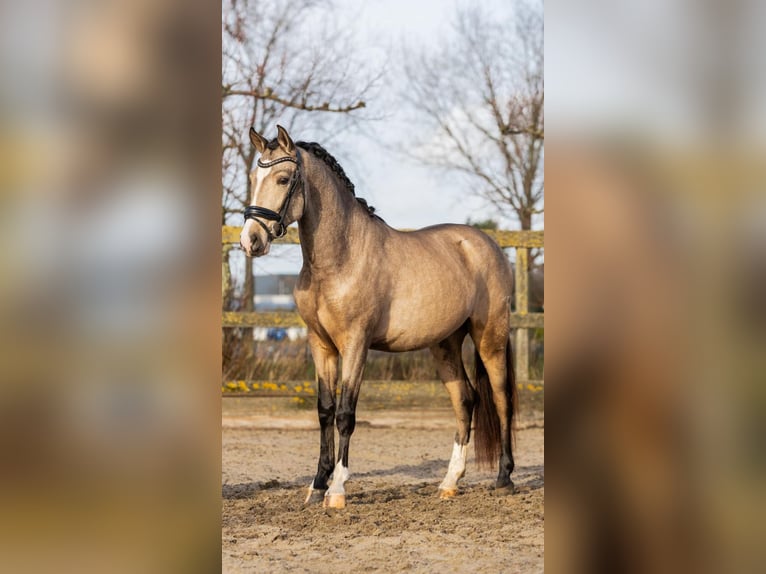 Spaans sportpaard Ruin 4 Jaar 154 cm Buckskin in sm