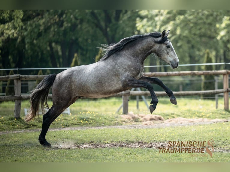 Spaans sportpaard Mix Ruin 4 Jaar 154 cm Schimmel in Stipsdorf