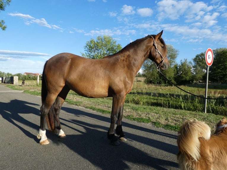 Spaans sportpaard Ruin 4 Jaar 155 cm Bruin in Gendrey