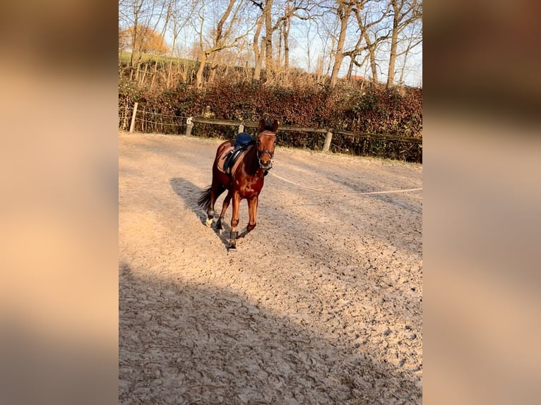 Spaans sportpaard Ruin 4 Jaar 155 cm Bruin in DortmundDortmund