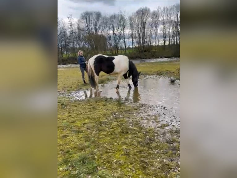 Spaans sportpaard Mix Ruin 4 Jaar 155 cm Gevlekt-paard in Hückelhoven