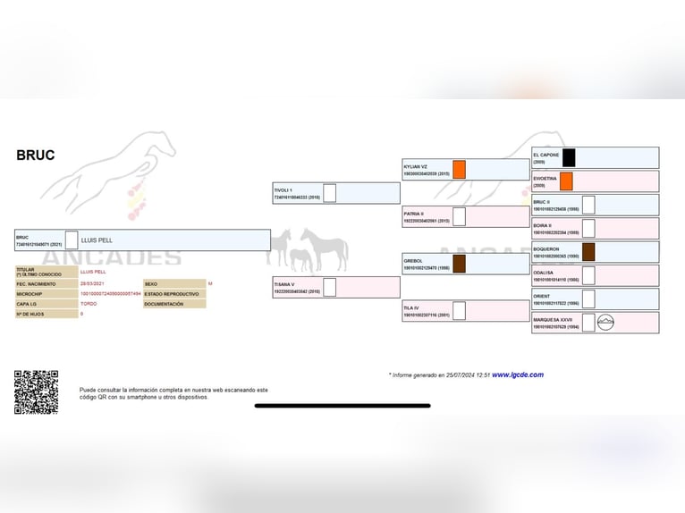 Spaans sportpaard Ruin 4 Jaar 158 cm Schimmel in El Moli