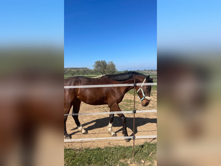 Spaans sportpaard Ruin 4 Jaar 160 cm Bruin in Huesca
