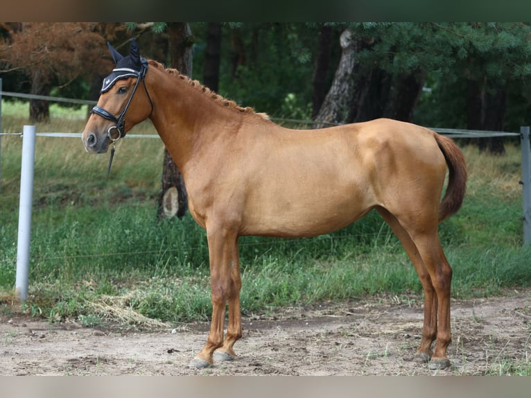 Spaans sportpaard Ruin 4 Jaar 160 cm Vos in Eickhof