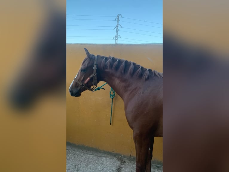 Spaans sportpaard Ruin 4 Jaar 162 cm Vos in Sanlucar La Mayor