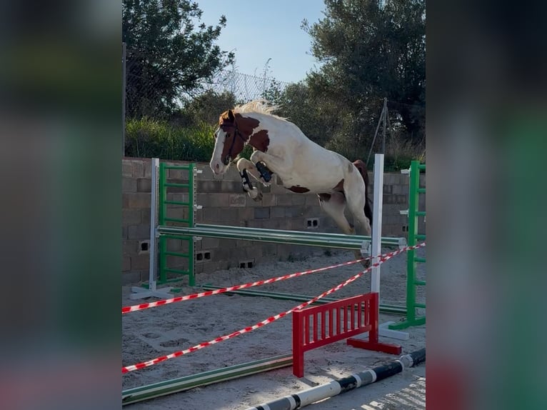 Spaans sportpaard Ruin 4 Jaar 164 cm  in Villamarchante