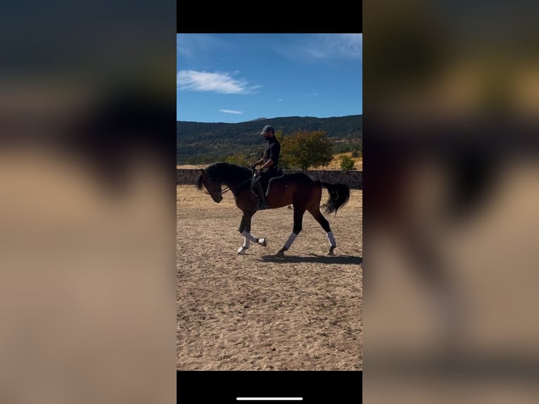 Spaans sportpaard Ruin 4 Jaar 165 cm Bruin in Toledo