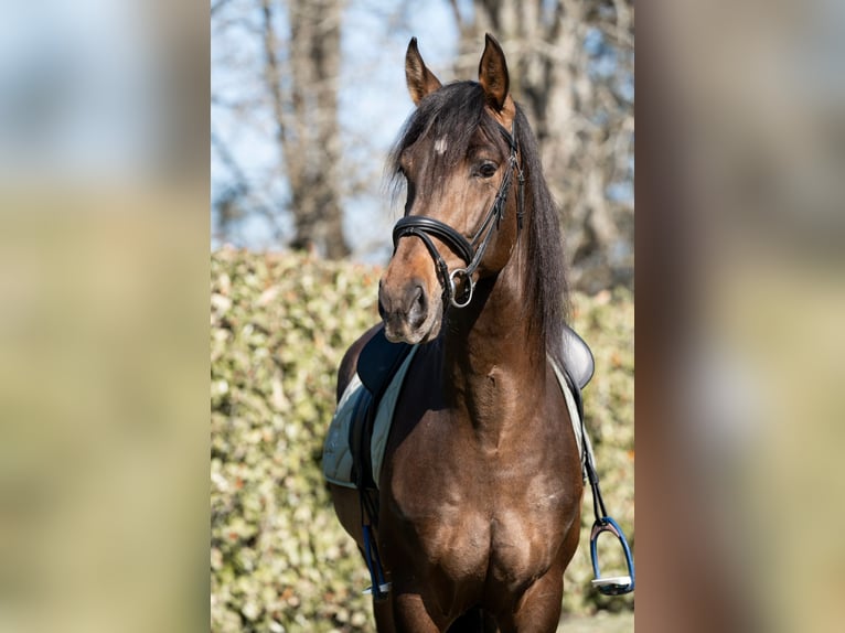 Spaans sportpaard Ruin 4 Jaar 165 cm Lichtbruin in Bordeaux