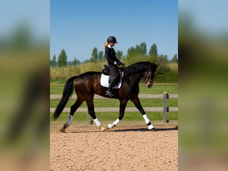Spaans sportpaard Ruin 4 Jaar 170 cm Donkerbruin in Bouches du Rhone