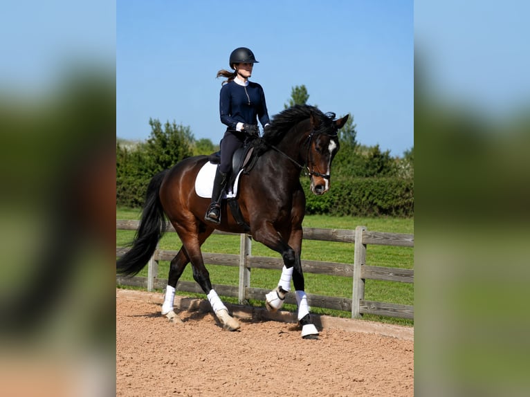 Spaans sportpaard Ruin 4 Jaar 170 cm Donkerbruin in Bouches du Rhone