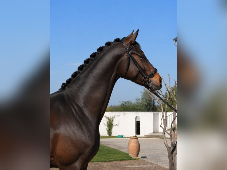 Spaans sportpaard Ruin 4 Jaar 170 cm Donkerbruin in Bouches du Rhone