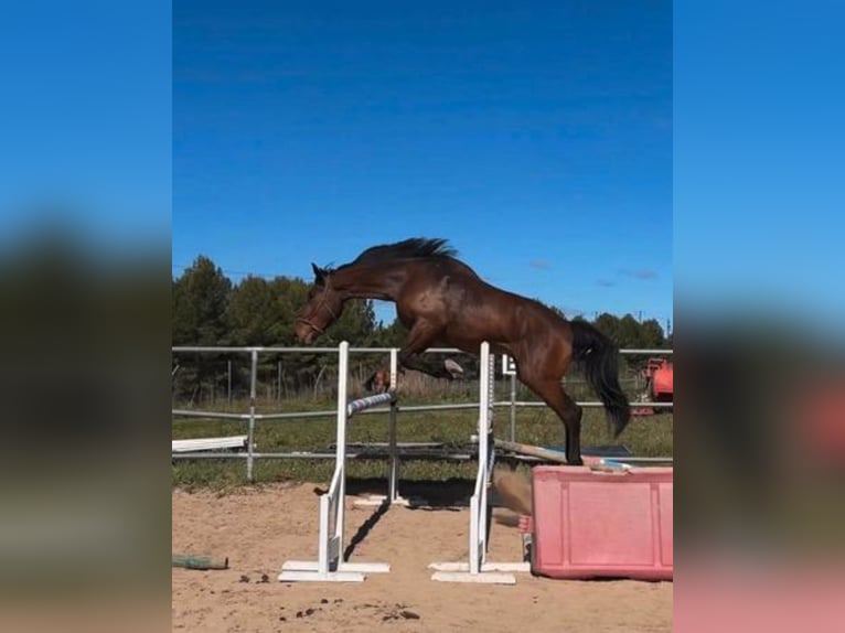 Spaans sportpaard Ruin 4 Jaar 179 cm Bruin in Vimbodi