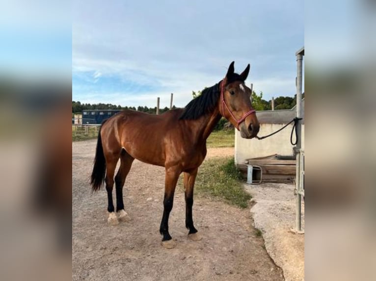 Spaans sportpaard Ruin 4 Jaar 179 cm Bruin in Vimbodi