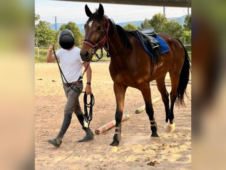 Spaans sportpaard Ruin 4 Jaar 179 cm Bruin in Vimbodi